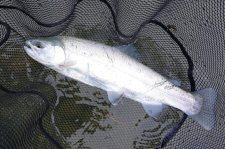 厳しい！ ～天竜川ルアーフライテンカラ専用区～